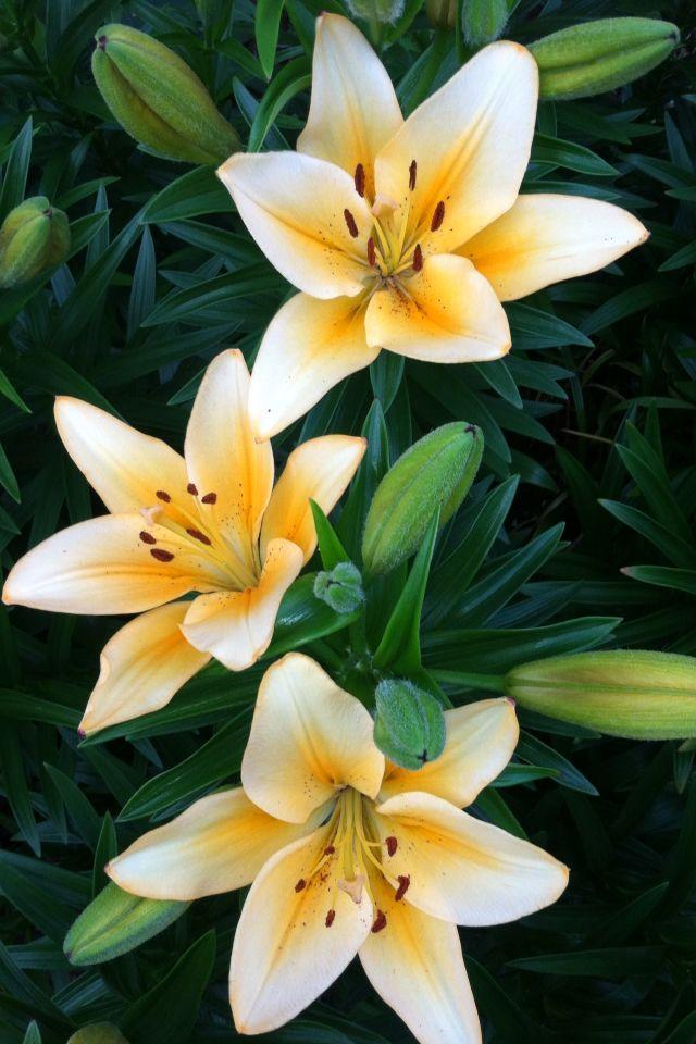 Secret Garden's Fragrant Medley
